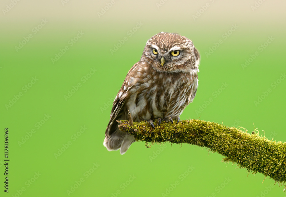 Little owl ( Athene noctua ) close up Little owl ( Athene noctua ) close up