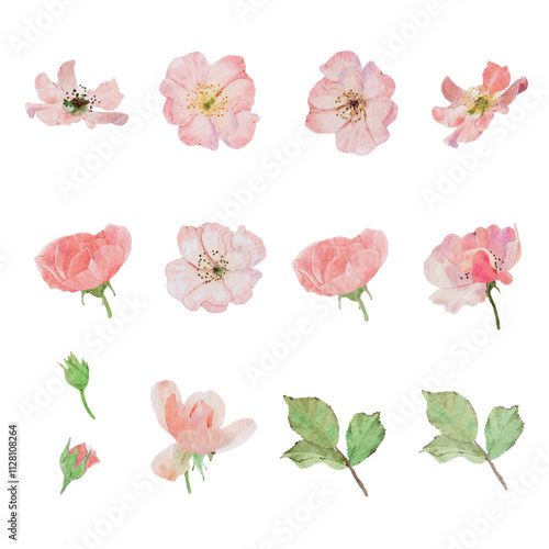 watercolor pink clair martion english rose flower bouquet isolated on white background