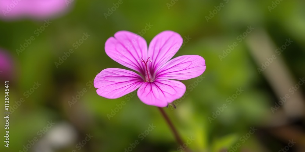 A stunning close-up of a magenta flower capturing intricate details, representing beauty and the fragility of nature in a lush green environment during springtime. A stunning close-up of a magenta flower capturing intricate details, representing beauty and the fragility of nature in a lush green environment during springtime.