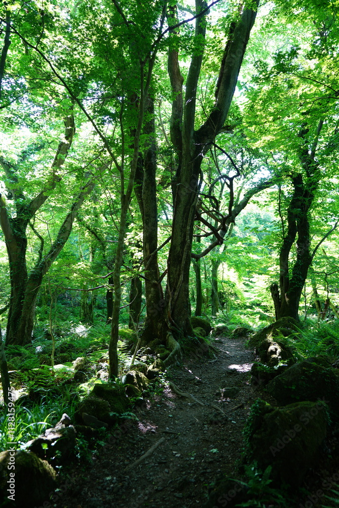 old spring forest and fine pathway old spring forest and fine pathway