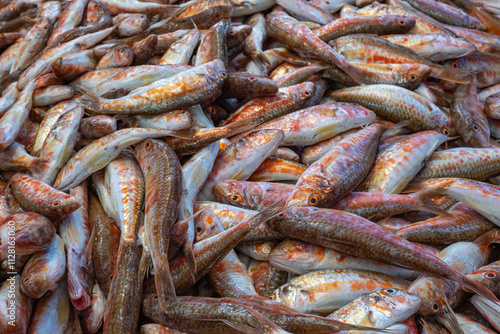 red mullet. fresh fish at the market. tekir or barbun. photo