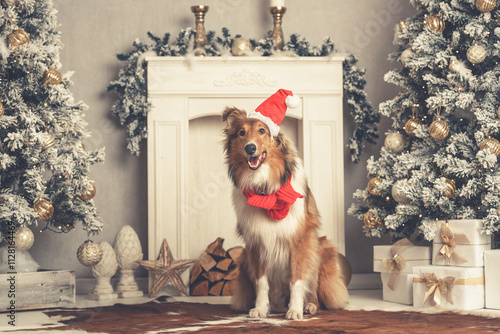 Junger schöner rough Collie Langhaar amerikanisch sable white mit Weihnachtsmütze und Schal sitzt in einer Weihnachtskulisse Var. 2