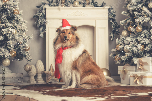 Junger schöner rough Collie Langhaar schottisch sable white mit Weihnachtsmütze und Schal sitzt in einer Weihnachtskulisse Var. 1