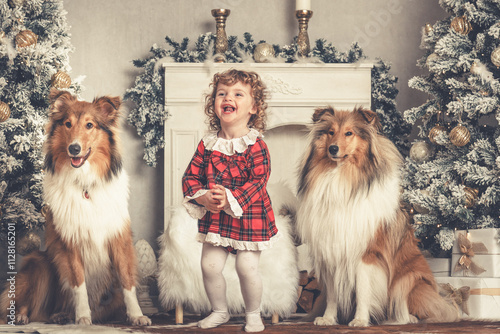 2 schöne rough Collies Langhaar amerikanisch sable white mit 1 hübschen Kleinkind Mädchen in Weihnachtskulisse 