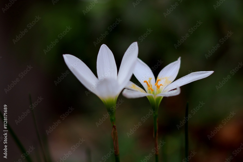 white rain lily Rain lilies Zephyranthes autumn zephyrlily, white windflower, white rain lily, and Peruvian swamp lily white rain lily Rain lilies Zephyranthes autumn zephyrlily, white windflower, white rain lily, and Peruvian swamp lily