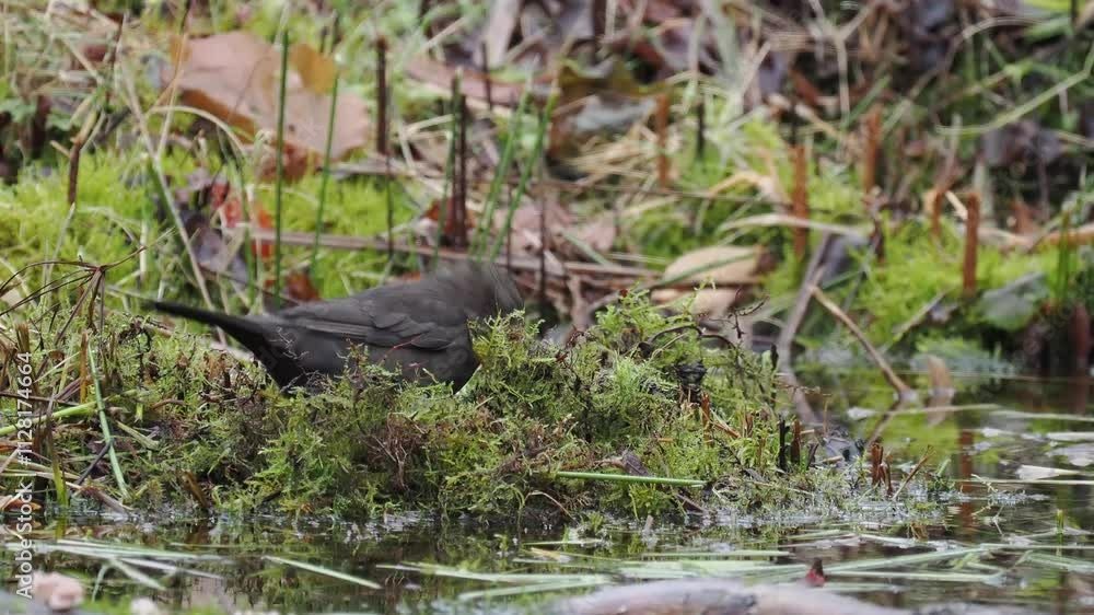 Amsel (Turdus merula) Amsel (Turdus merula)