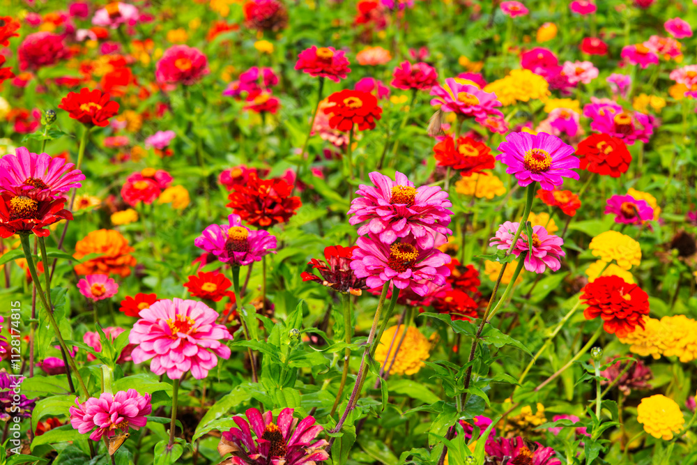 zinnia flower field in the park zinnia flower field in the park
