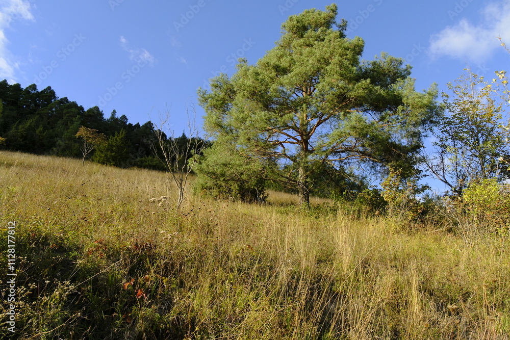 Naturschutzgebiet Haarberg zwischen den Weinorten Euerdorf und Wirmsthal im Abendlicht, Landkreis Bad Kissingen, Franken, Unterfranken, Bayern, Deutschland Naturschutzgebiet Haarberg zwischen den Weinorten Euerdorf und Wirmsthal im Abendlicht, Landkreis Bad Kissingen, Franken, Unterfranken, Bayern, Deutschland
