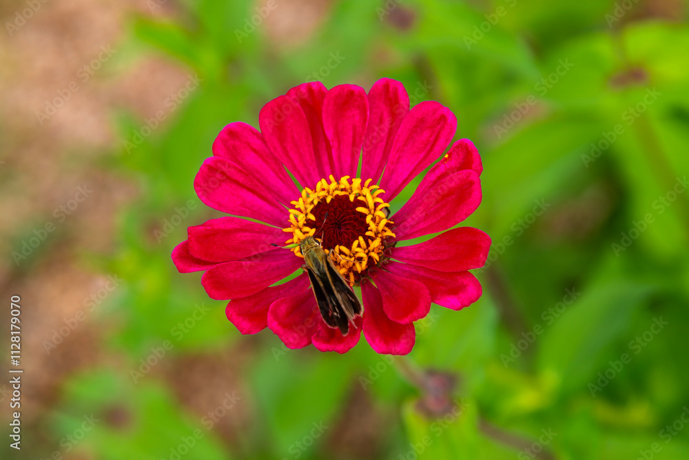 Close-up of the Zinnia flower in the park Close-up of the Zinnia flower in the park