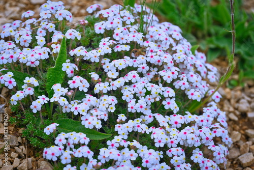 Rock jasmine flowers on the Kanjol plateau photo