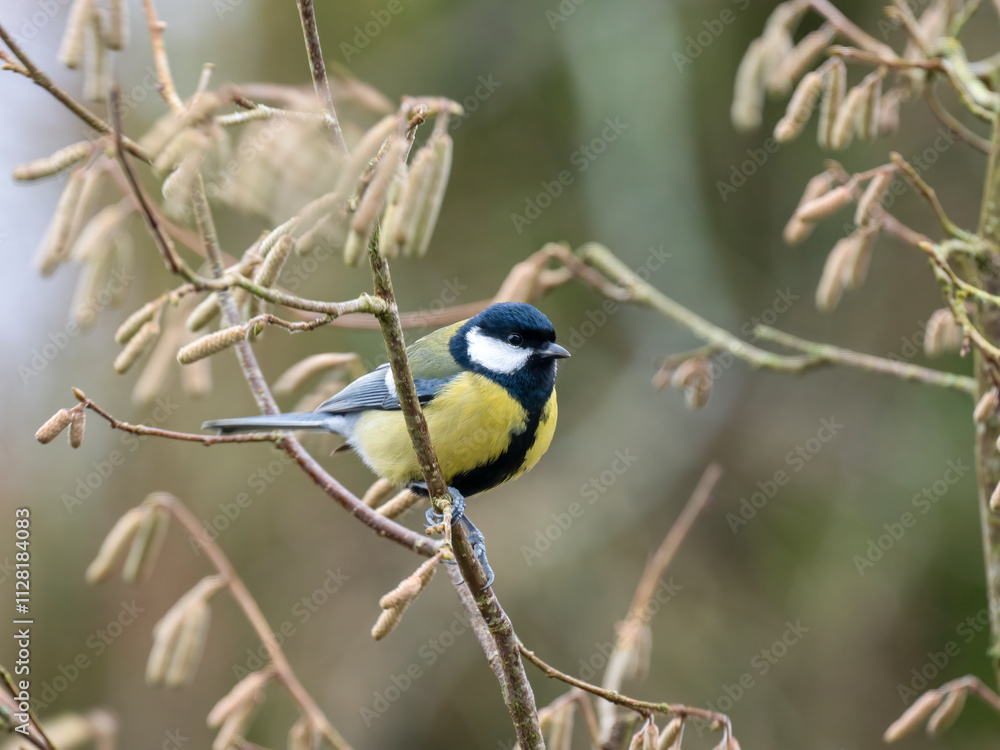 Obraz premium Kohlmeise (Parus major)