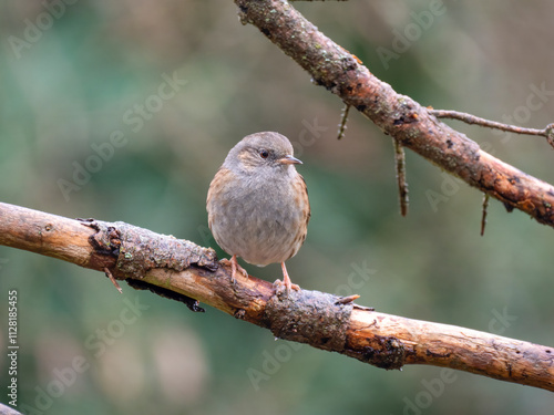 Heckenbraunelle (Prunella modularis) photo