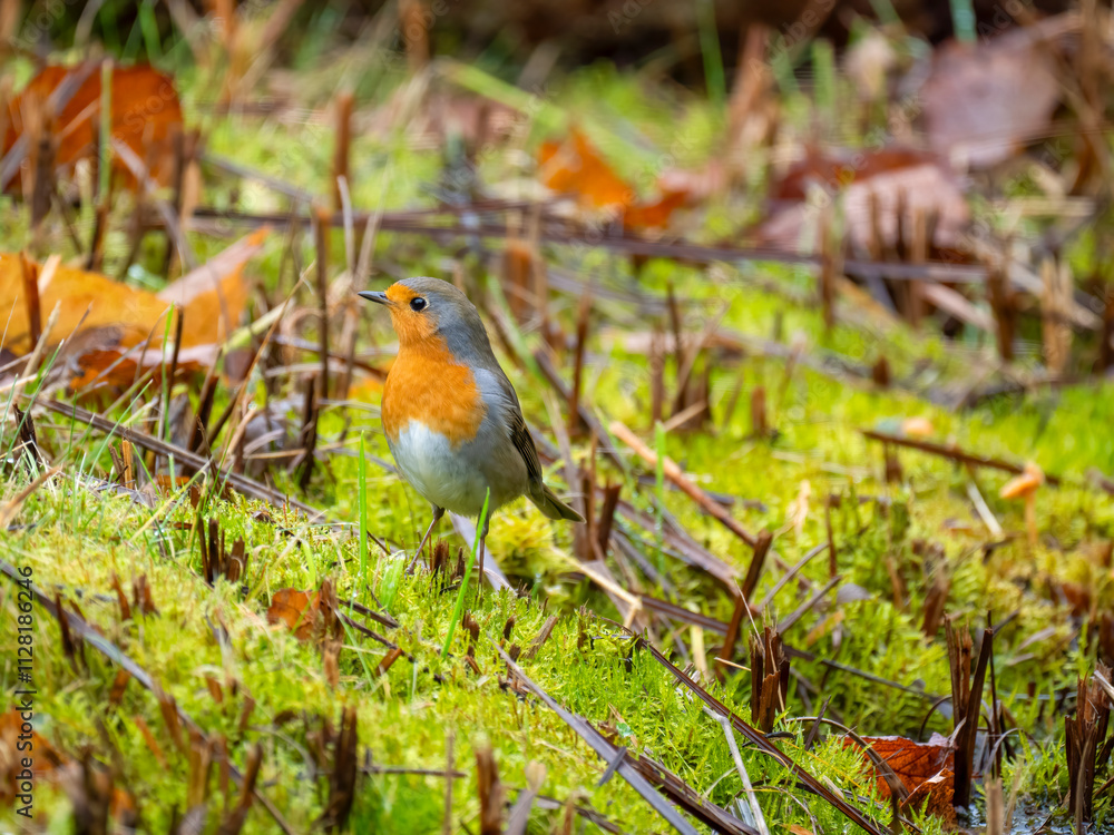 Rotkehlchen (Erithacus rubecula) Rotkehlchen (Erithacus rubecula)