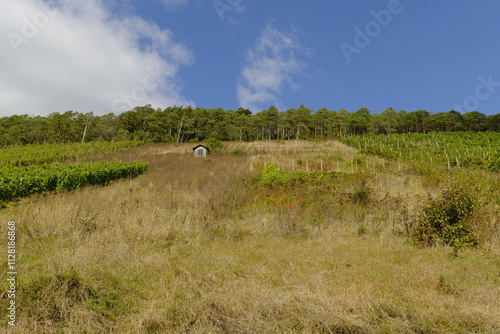 Weinberge bei Wirmsthal, Landkreis Bad Kissingen, Franken, Unterfranken, Bayern, Deutschland photo