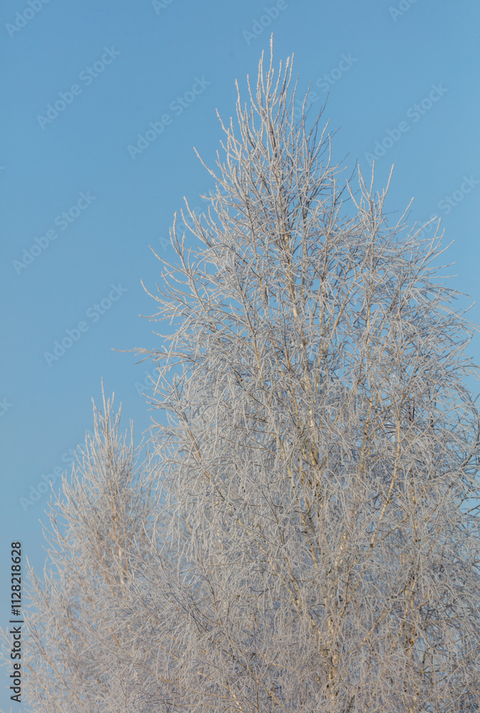 A tree with a lot of snow on it is in front of a blue sky A tree with a lot of snow on it is in front of a blue sky