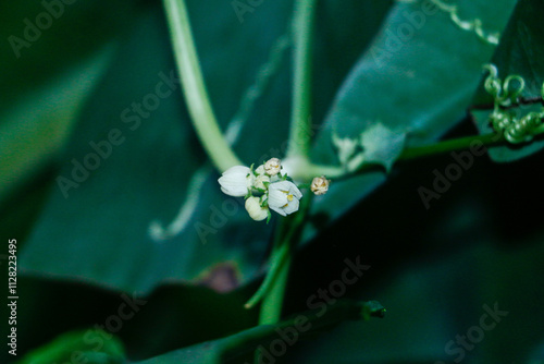 Euphorbia heterophylla grows wild in the bushes. photo