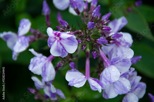 Wallpaper Mural Lilac phlox inflorescence on blurred green background Torontodigital.ca
