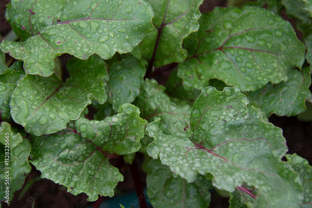 Beet leaves with water droplets in the summer garden Beet leaves with water droplets in the summer garden