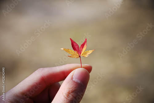 autumn leaf 