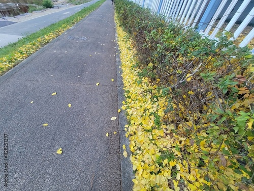 Image of fallen ginkgo leaves on the floor of the Daecheongcheon Stream trail