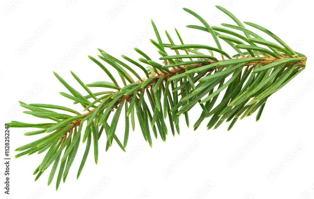 fir tree branches isolated on transparent, png. Branch tree, fir evergreen twig to xmas holiday fir tree branches isolated on transparent, png. Branch tree, fir evergreen twig to xmas holiday