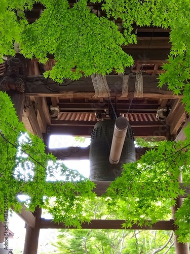 夏の寺の新緑のモミジと鐘楼風景 photo