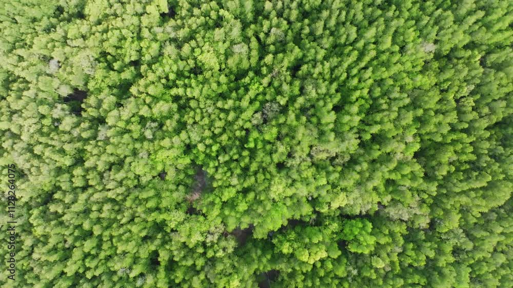 Amazing abundant mangrove forest river,Aerial view of forest trees Rainforest ecosystem and healthy environment background, Texture of green trees forest top down High angle view Amazing abundant mangrove forest river,Aerial view of forest trees Rainforest ecosystem and healthy environment background, Texture of green trees forest top down High angle view