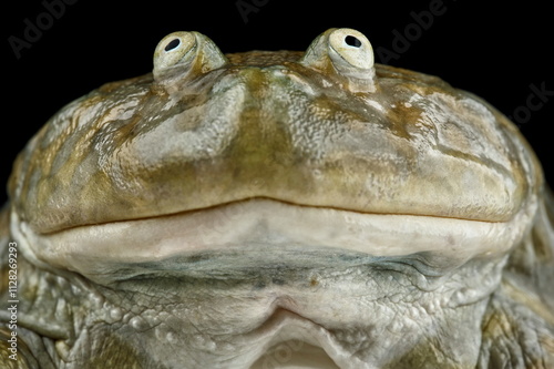 Slika na platnu Budgett's frog (Lepidobatrachus laevis)