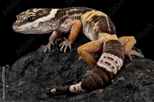 East Indian leopard gecko (Eublepharis hardwickii)