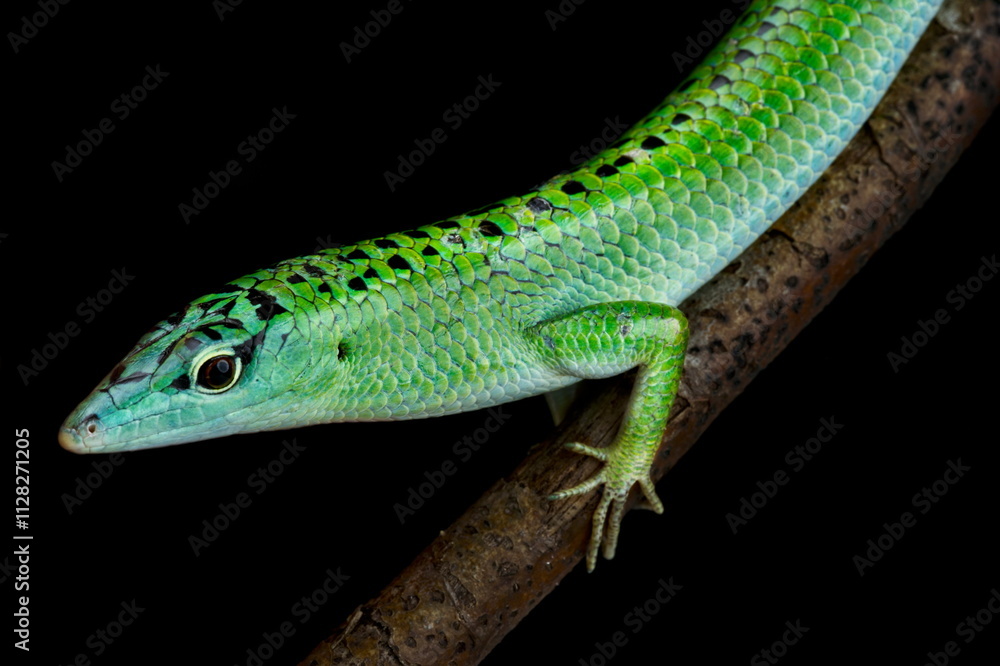 Emerald skink (Lamprolepis smaragdina) Selayar Emerald skink (Lamprolepis smaragdina) Selayar