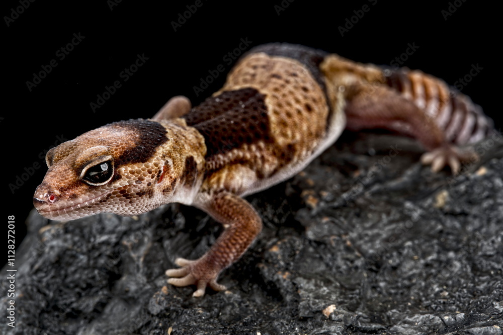 Fat-tail gecko (Hemitheconyx caudicinctus) Fat-tail gecko (Hemitheconyx caudicinctus)