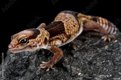 Fat-tail gecko (Hemitheconyx caudicinctus)