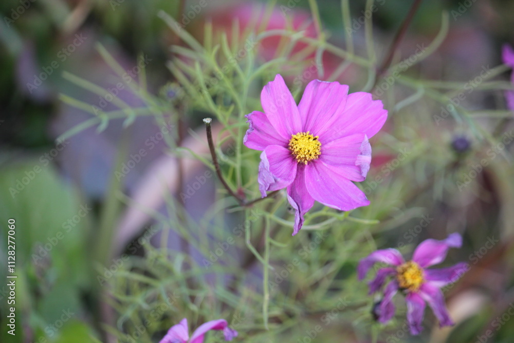 Image of cosmos blooming at Junam Reservoir in Changwon Image of cosmos blooming at Junam Reservoir in Changwon