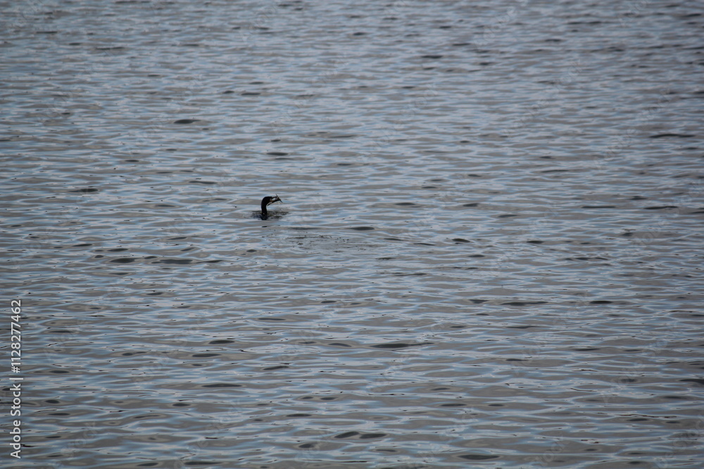 Image of migratory birds searching for food at Junam Reservoir migratory bird habitat in Changwon
Image of migratory birds searching for food at Junam Reservoir migratory bird habitat in Changwon