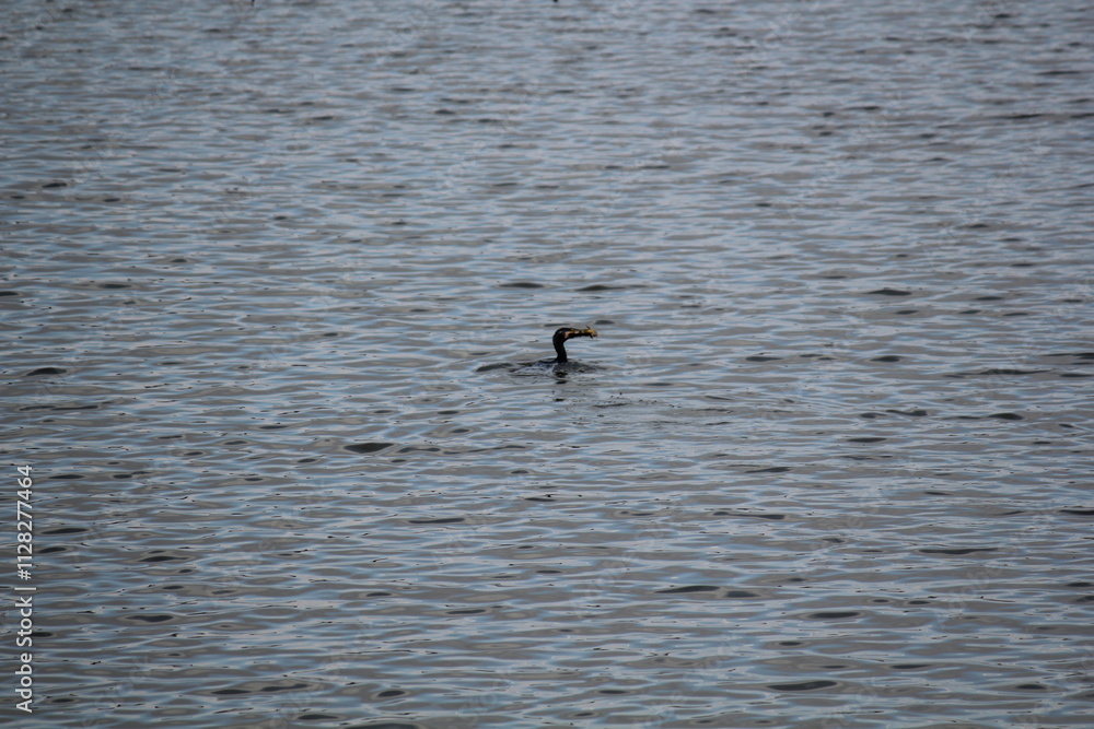 Image of migratory birds searching for food at Junam Reservoir migratory bird habitat in Changwon
Image of migratory birds searching for food at Junam Reservoir migratory bird habitat in Changwon