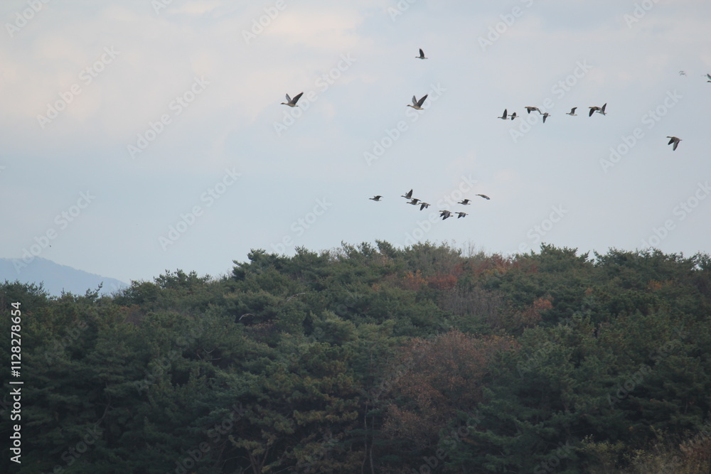 Image of migratory birds taking flight at Junam Reservoir in Changwon
Image of migratory birds taking flight at Junam Reservoir in Changwon