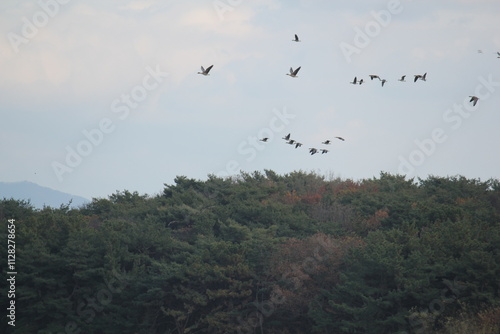 Image of migratory birds taking flight at Junam Reservoir in Changwon 