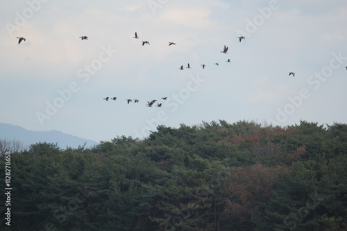 Image of migratory birds taking flight at Junam Reservoir in Changwon 