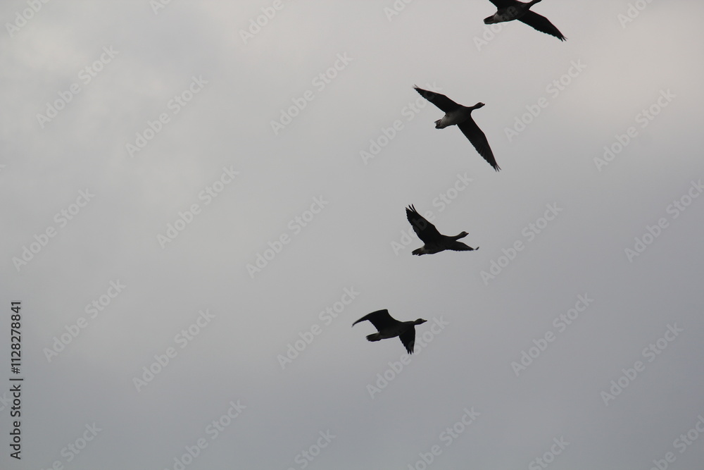 Image of migratory birds taking flight at Junam Reservoir in Changwon
Image of migratory birds taking flight at Junam Reservoir in Changwon