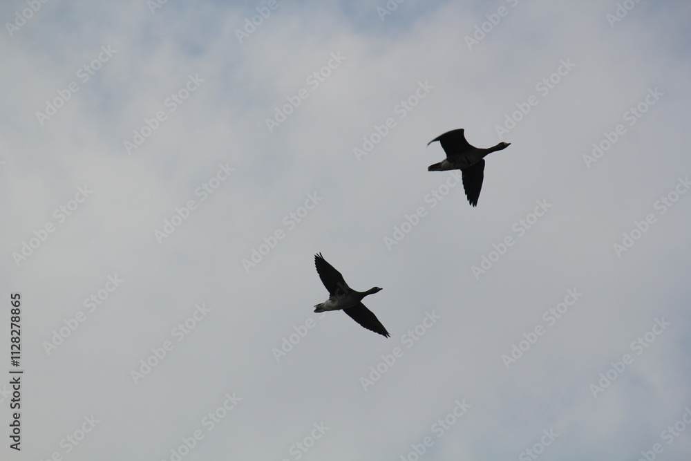 Image of migratory birds taking flight at Junam Reservoir in Changwon
Image of migratory birds taking flight at Junam Reservoir in Changwon