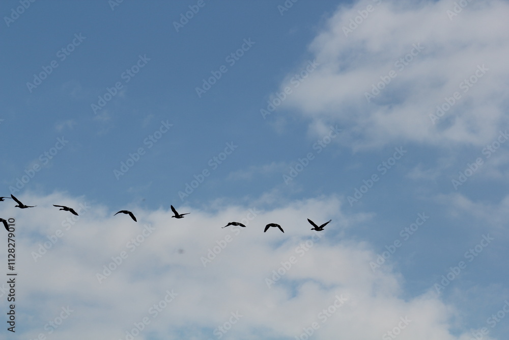 Image of migratory birds taking flight at Junam Reservoir in Changwon
Image of migratory birds taking flight at Junam Reservoir in Changwon