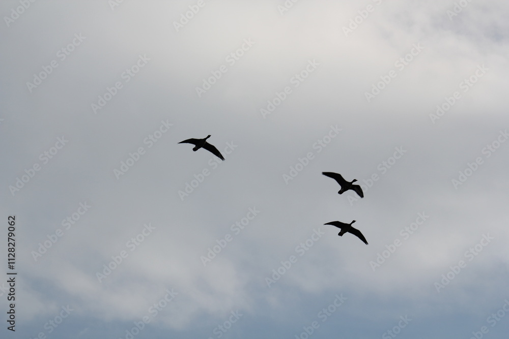Image of migratory birds taking flight at Junam Reservoir in Changwon
Image of migratory birds taking flight at Junam Reservoir in Changwon