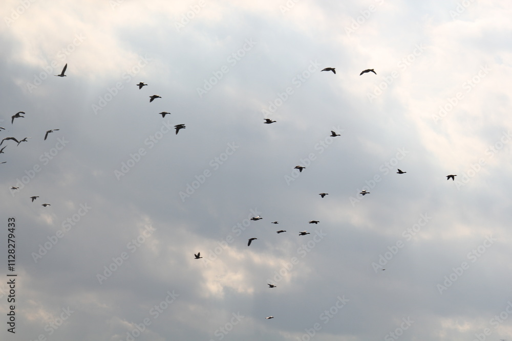 Image of migratory birds taking flight at Junam Reservoir in Changwon
Image of migratory birds taking flight at Junam Reservoir in Changwon
