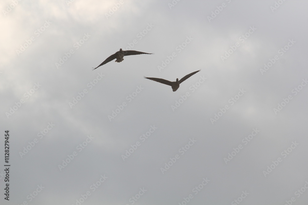 Image of migratory birds taking flight at Junam Reservoir in Changwon
Image of migratory birds taking flight at Junam Reservoir in Changwon