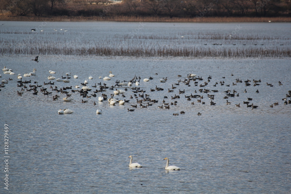 Image of migratory birds searching for food at Junam Reservoir migratory bird habitat in Changwon
Image of migratory birds searching for food at Junam Reservoir migratory bird habitat in Changwon