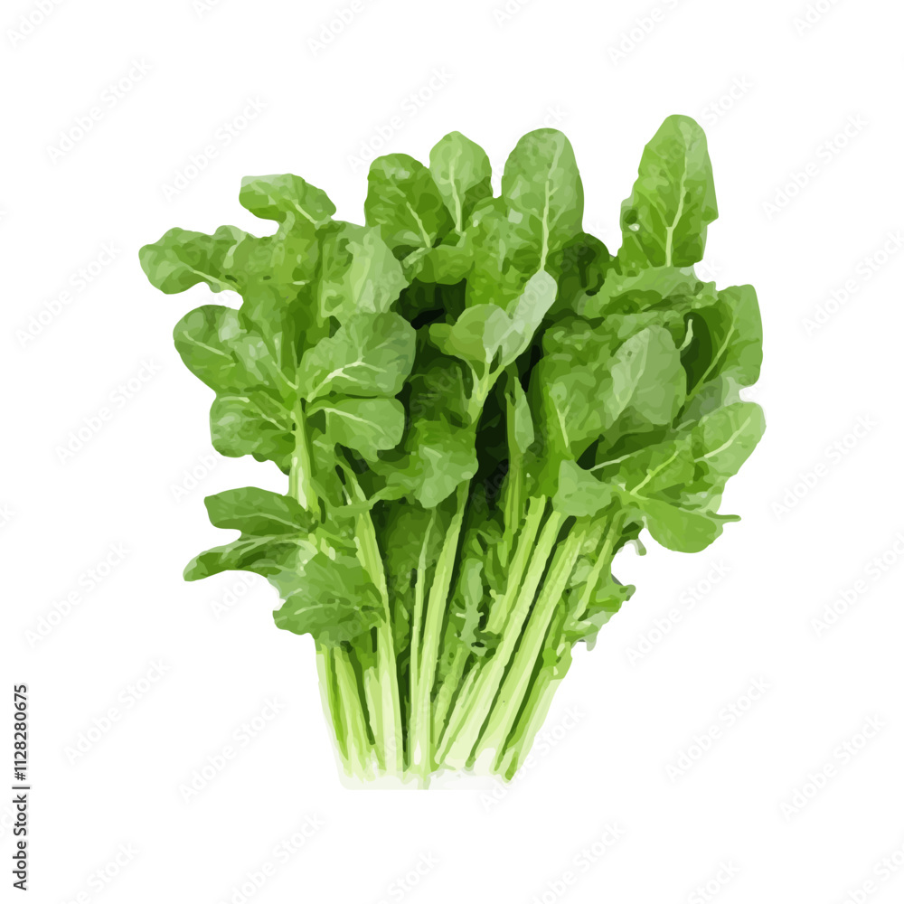 isolated watercolor fresh green vegetables isolated watercolor fresh green vegetables