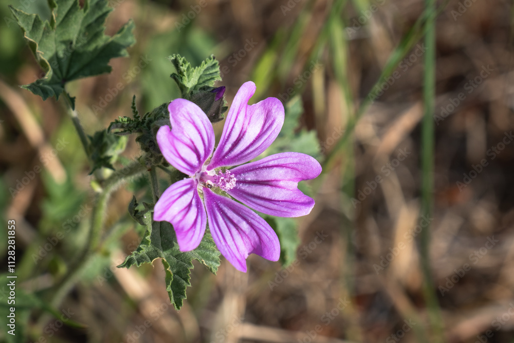Hibiscus flower and a honey bee perched on it. Common mallow wild plant. Hibiscus flower and a honey bee perched on it. Common mallow wild plant.