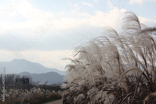 Image of reeds blooming at Junam Reservoir in Changwon
 photo