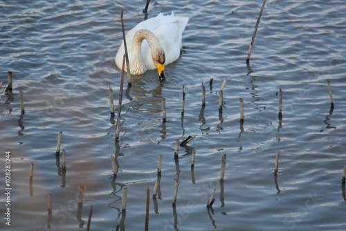 Image of migratory birds searching for food at Junam Reservoir migratory bird habitat in Changwon
 photo