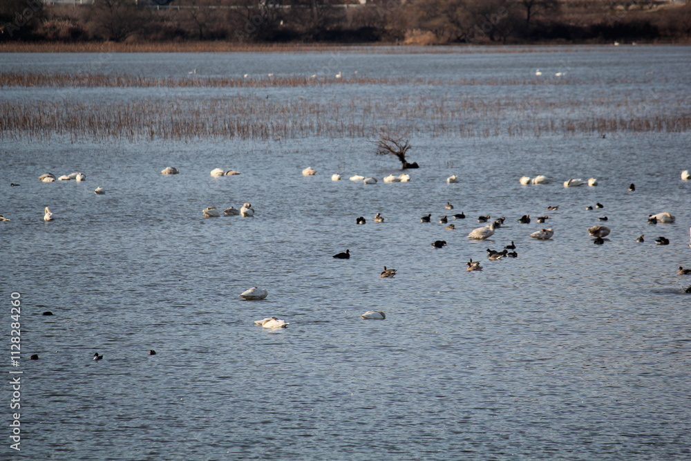 Image of migratory birds searching for food at Junam Reservoir migratory bird habitat in Changwon
Image of migratory birds searching for food at Junam Reservoir migratory bird habitat in Changwon